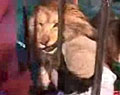 Страшное видео нападения льва